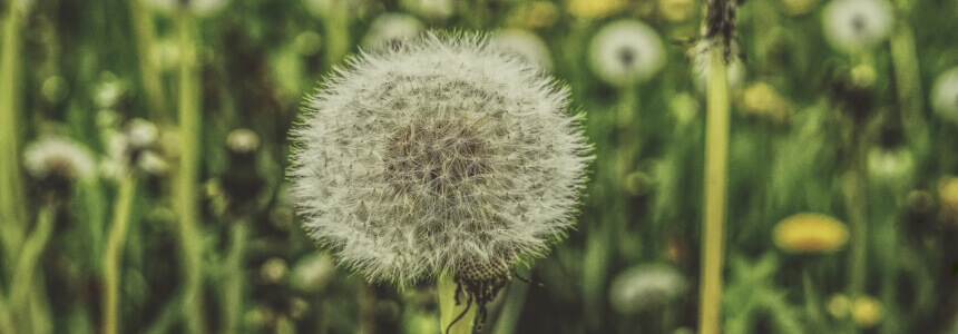 Kinderwunsch-Seite_860x300 Eine Pusteblume als Sinnbild für einen Kinderwunsch.